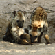 Illustration for article titled Wednesday Hyena - Crocuta crocuta Edition